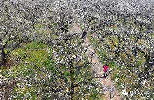 气候解析， 揭示开花难题