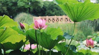 荷花的品种与分布