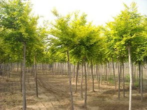 一、 漆树科的华丽变身