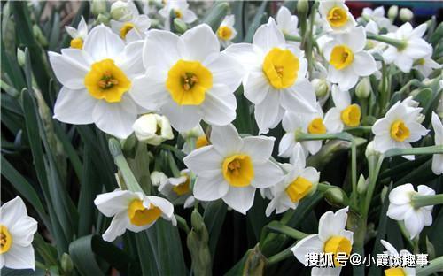 水仙花，纯洁、自信