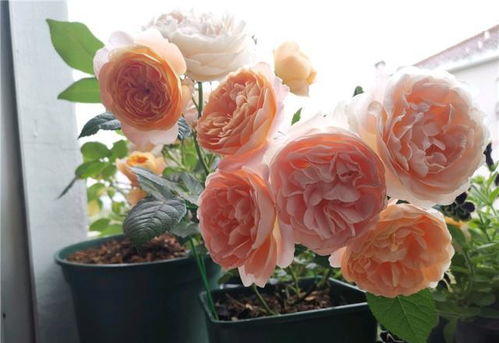 1. 花后修剪，新枝再生的关键