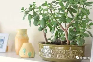 家里哪些既好养又嫩净化空气的香味植物？