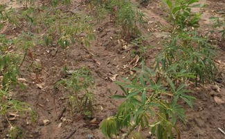 香草种植的前景分析