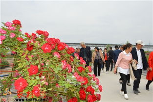 园子里的那些花花绿绿