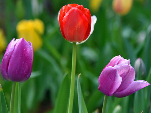 冬日花影：丛生福禄考与鹤望兰