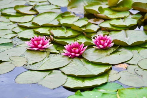 睡莲与莲花的寓意：纯净、 吉祥、长寿