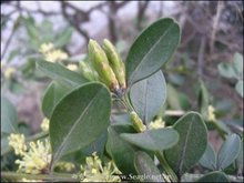 金边黄杨的叶枯病：困扰中的美丽守护