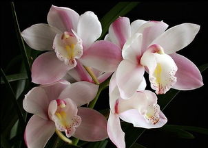 兰花中的名贵品种：素心兰、春兰、墨兰、蝴蝶兰