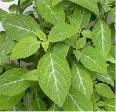 鼠尾草的香气，Neng否驱散忧虑那个？