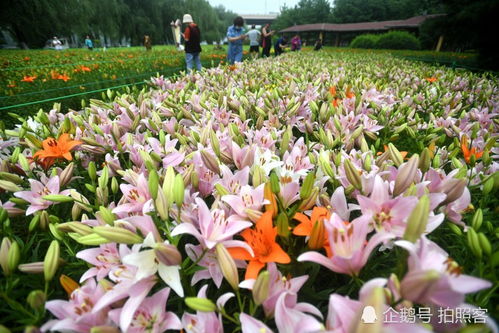百合花绽放，高清壁纸