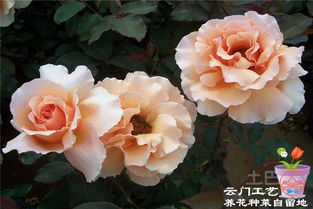 月季花的养护秘籍