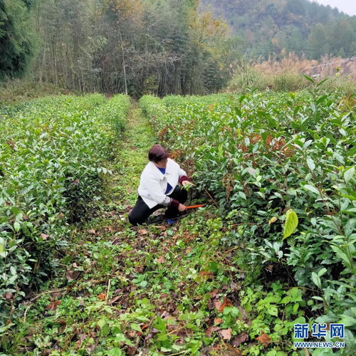 药剂发展的四个阶段