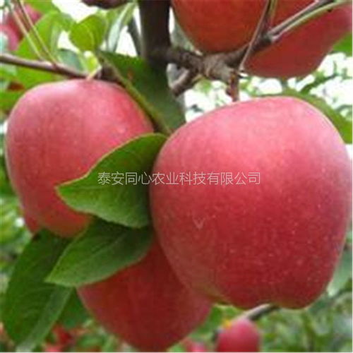 如何根据五大新品种特性与栽培优势