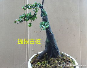 五针松种子育苗成功率低，如何提高种子发芽率和成活率？