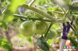 小园子里的绿色宝藏：推荐8种既好吃又好管理的菜