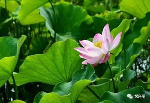 彩叶植物：增添色彩