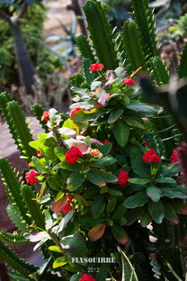 多肉植物：不只是观赏，还有健康益处