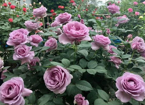 微型月季， 咱们得瞎剪成球球