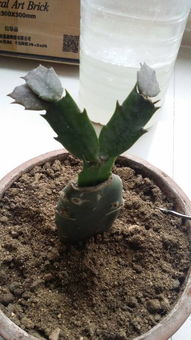 茶花芽长不出叶子的原因探究