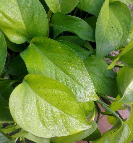 绿萝叶子发蔫，如何挽救