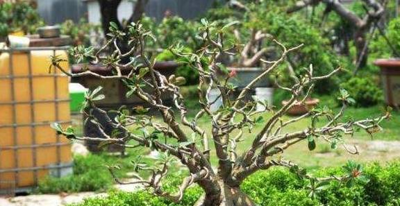 沙漠玫瑰叶子为何突然掉落？