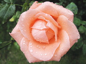 推荐尺寸：12-15英寸直径