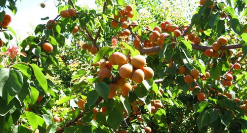 警示标志：果园里的“小卫士”