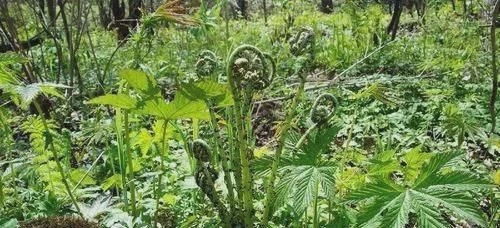 数量多不等于价值低