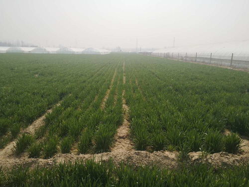 麦田里的除草剂，打两次会怎样？