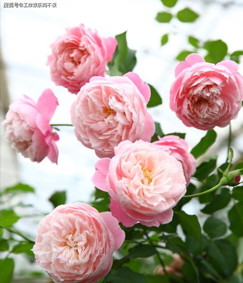 羽毛月季， 粉色柔情