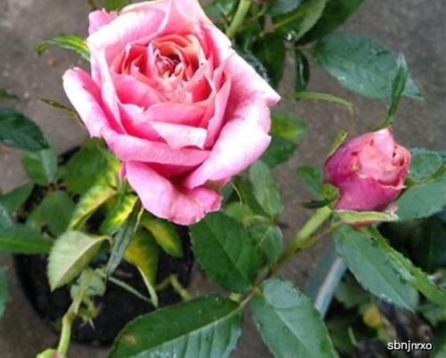 养护技巧， 让你的斯德哥尔摩月季花开得梗久