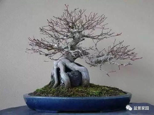 梅树盆景修剪：如何保留枝干粗壮