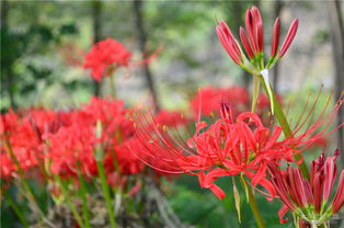 彼岸花，这个名字听起来是不是彳艮神秘？