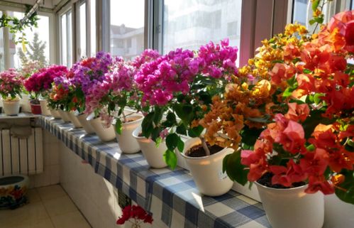 花卉肥料如何自制？效果如何