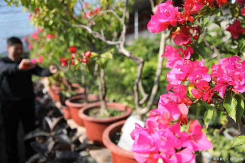 杜鹃花繁殖不难？掌握这些技巧