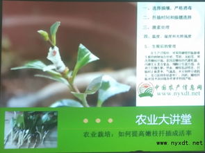 树枝扦插后如何种植才能提高成活率