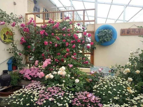 春季播种草花，如何轻松打造梦幻小花园
