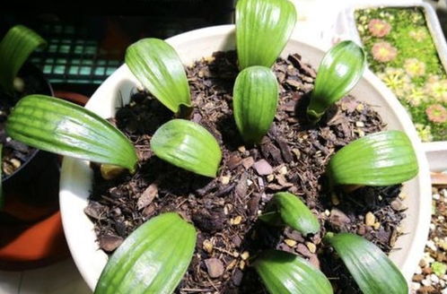 浇水篇：见干见湿， 别太勤