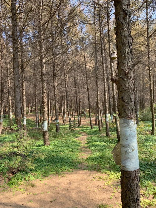 橡皮树的种植技巧，你了解多少？