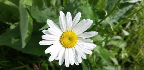 环保主义者的新武器