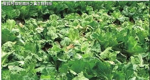 广西特殊气候下的播种秘诀