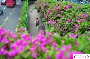 它们是谁？让我一一告诉你