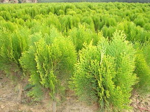 洒金柏的适用环境