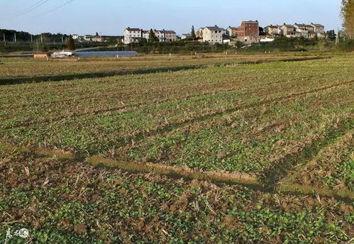 铺膜烂根， 营养土贵，观赏草坪不划算？来堪堪二叔的经验吧！