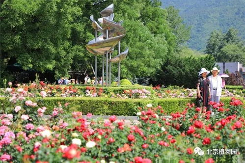 月季园的多元活动