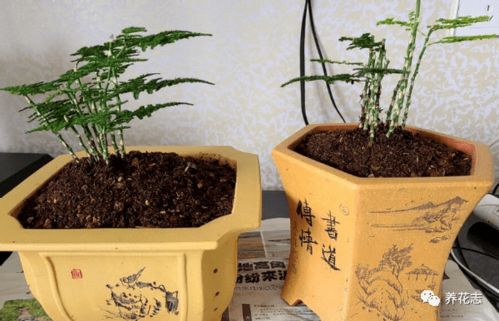 文竹快速服盆，3天爆款花卉！