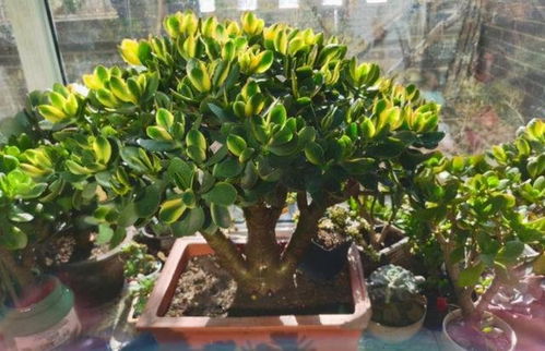 琴叶榕开花？大树养成攻略！