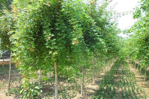 真实案例：杭州小王的种植心得