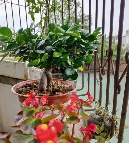 老桩分株的秘密：天然促花素