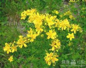 连翘和贯叶连翘哪个更胜一筹？功效差异大不大
